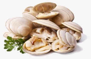 Clams Png File - Clams Png