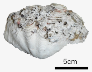 Giant Clam Shell - Giant Clam