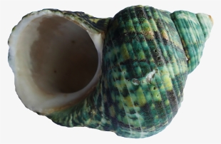 Download Sea Shell Png Transparent Image - Seashell