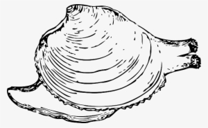 Inside, Protection, Clam, Shell, Mollusk, Quahog, Snail - Quahog Clipart