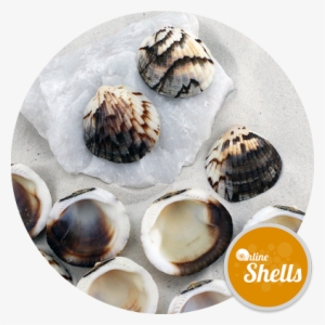 Tawny Owl Clam - Sportswear