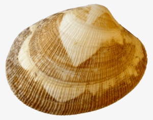 Clam Clipart Shell Fish - Baltic Clam