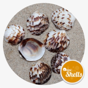 Tawny Owl Clam - Shell
