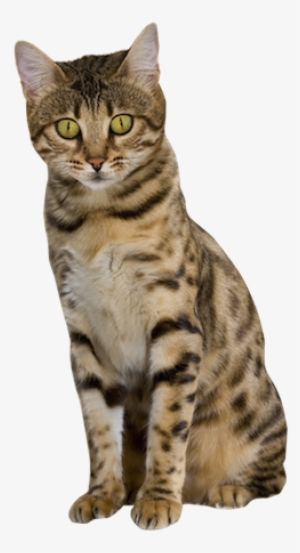 Why Choose A Bengal Cat To Be The Star Of Your Ecard - Transparent Bengal Cat