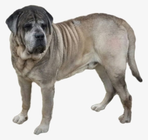 King Blue's Clues - Dogs Mastiff Transparent Background