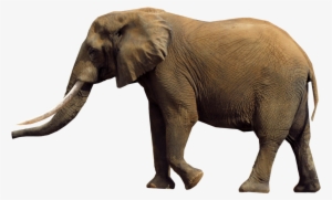 African Elephant Png - Elephants Png