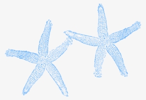 Original Png Clip Art File Two Blue Starfish Svg Images