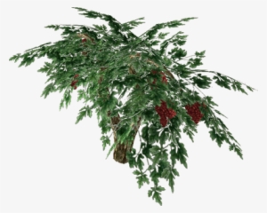 Raisin - Cotoneaster Procumbens Queen Of Carpets