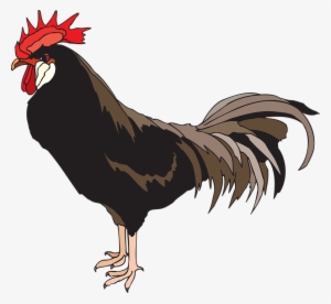 Cock Png Images