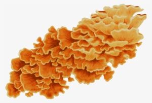 Chicken Of The Woods