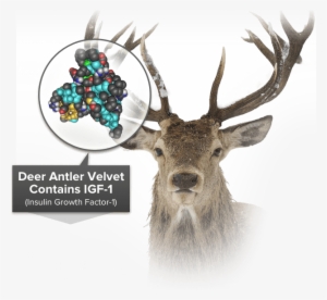 Dvx Pro Liquid Is A Highly Bioavailable Form Of The