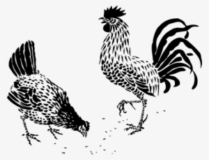 Rooster Hen Farming Bird Poultry Barn Roos - Rooster Stencil