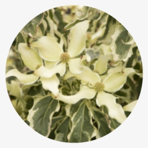 'wolf Eyes' Kouse Dogwood Herbeins Garden Center - Information