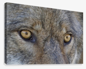 Close Up Of Face And Eyes Of A Gray Wolf, Denal National - Posterazzi Close Up Of Face And Eyes