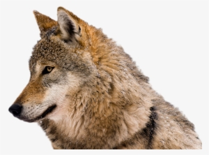 Wolf-nobackground - Mensagem De Bom Dia Com Lobos