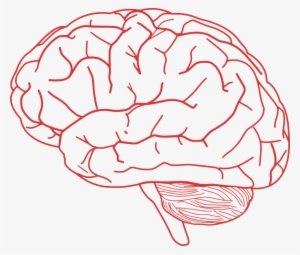 Human Brain Clipart - Brain Clipart Transparent