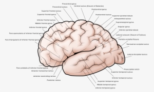 The Allen Institute For Brain - Gyri And Sulci
