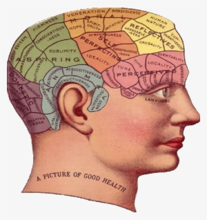 The Future Of The Human Brain - Phrenology Head