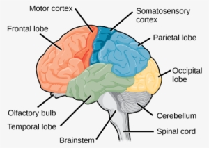 Sagittal, Or Side View Of The Human Brain Shows The - Brain Lobes And Cortexes