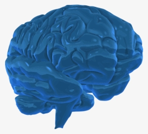 A 3d Graphic Image Of The Human Brain - Blue 3 D Brain Png