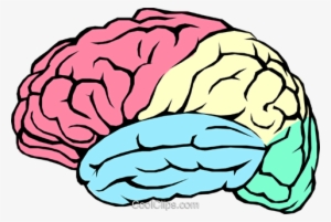 The Human Brain Royalty Free Vector Clip Art Illustration - Brain Transparent