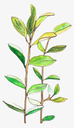 Plant Leaves Illustration - Transparent Leaves