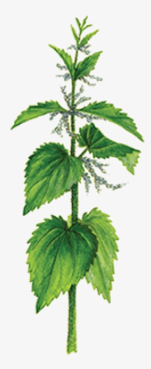 Blossoming Nettle - Portable Network Graphics
