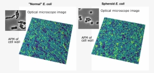 Naturecommunications On Twitter - Bacteria