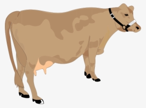 Cow Vector - Cattle