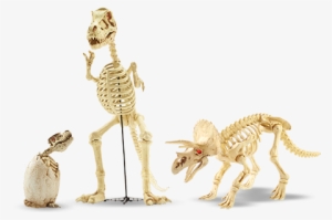 A Assortment Of Dinosaur Skeletons - Dinosaur Skeleton Halloween Decoration