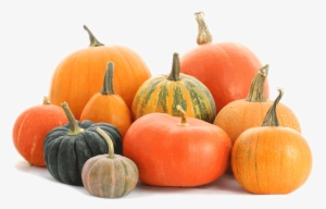 Picture - Group Of Pumpkins