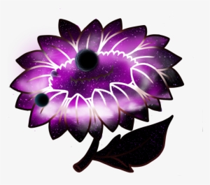 Flower Dark Star - Pericallis