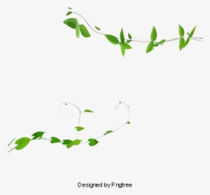 Ivy Vines, Plant, Green, Ivy Png And Psd - Portable Network Graphics