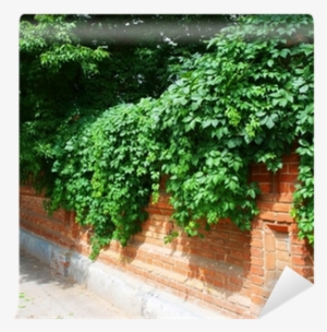Stone Wall Of The Old Brick And Green Vines Wall Mural