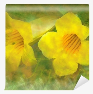 Trumpet Creeper