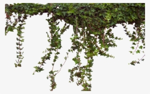 0328095052251 04 Ivy0062 4 L 1 1 - Vines Transparent Png