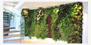 Living Plant Walls - Wall
