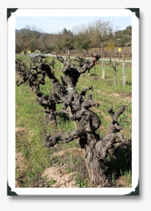 There Are Other Quirks, Including The Striking Artwork - Eastern Prickly Pear