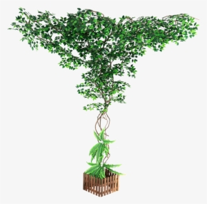 Color Classification, Banc Tree Leaf Banc Tree Leaf - Plants