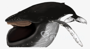 Azores Whale Watching Futurismo - Blue Whale