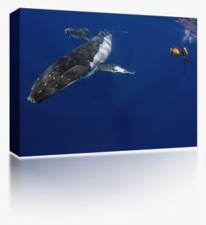 Humpback Whale Diver - Underwater
