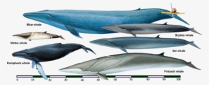 Breeding Occurs In The Caribbean And Cape Verde - Minke Whale Size