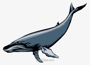 Humpback Whales Royalty Free Vector Clip Art Illustration - Sprem Whale Transparent Gif