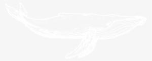 Whales - Illustration