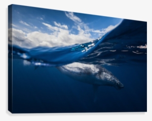 Humpback Whale And The Sky Canvas Print - Barathieu Gabriel Canvas Prints - Humpback Whale