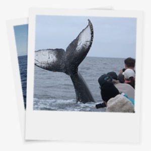 Have A Whale Of A Time - Juneau
