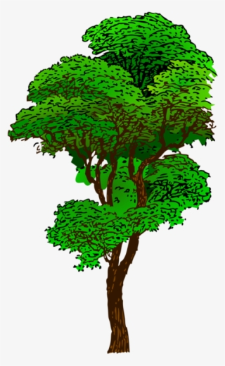 Clipart Jungle Tree - Tall Tree Clip Art