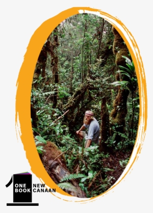 Learn About The Beautiful Rainforest Of Papua New Guinea, - American Larch