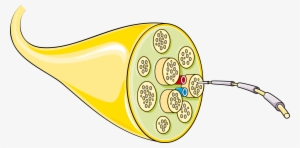 Nerf - Structure D Un Nerf