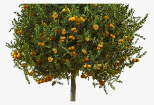 Clorose Variegada Dos Citros Ou Amarelinho, Xylella - Gospel Of Adam [book]